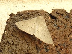 Oenochroma subustaria