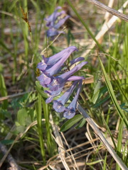 Corydalis turtschaninovii