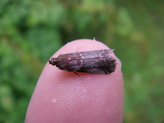 Acrobasis suavella