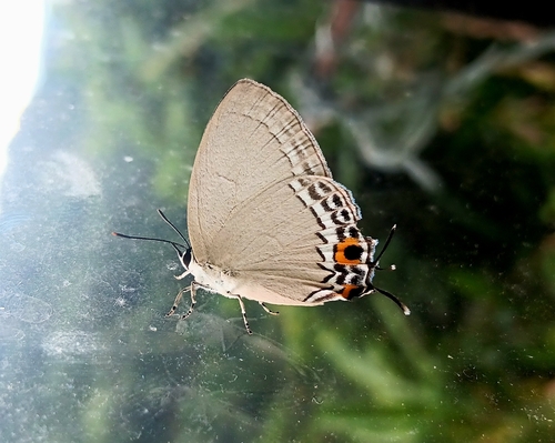 Pale Blue Royal