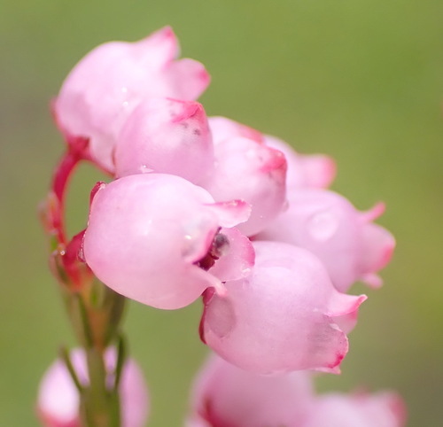 Erica gracilis, photograph 4
