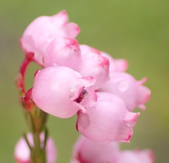 Erica gracilis, photograph (c) Nicola van Berkel, some rights reserved (CC BY-SA)