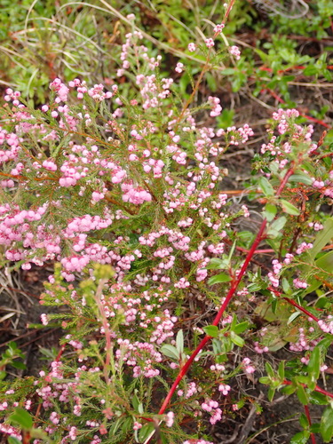 Erica gracilis, photograph 5