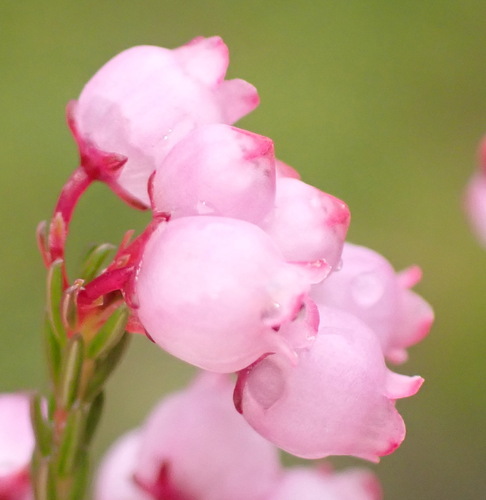 Erica gracilis, photograph 3