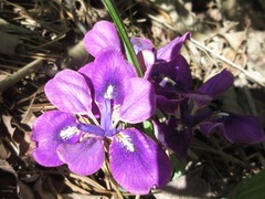 Iris rossii