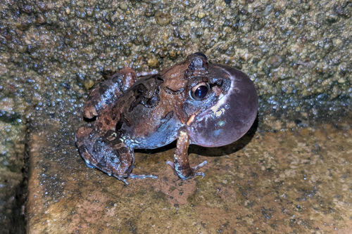 Angola Bullfrog, Tomopterna tuberculosa