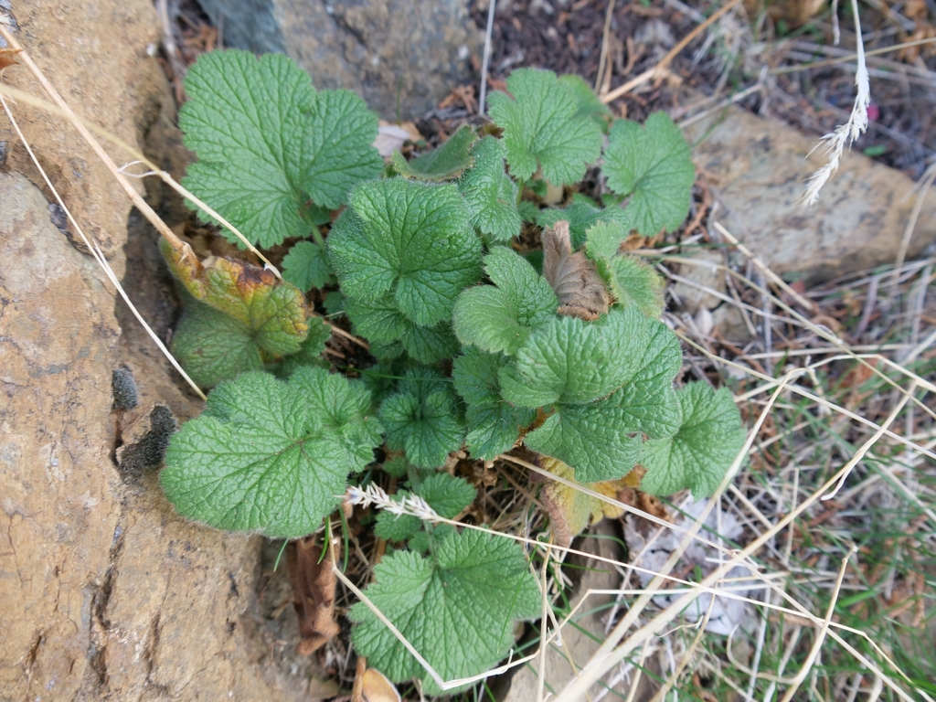 Geum heterocarpum; photograph (c) Marios Thoma, some rights reserved (CC BY)