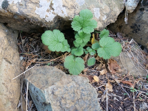 Geum heterocarpum, photograph 2