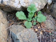 (c) Marios Thoma, some rights reserved (CC BY) Geum heterocarpum, photograph (c) Marios Thoma, some rights reserved (CC BY)