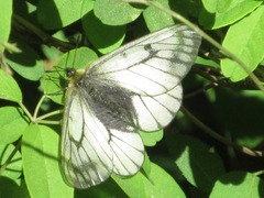 Parnassius stubbendorfii