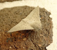 Oenochroma subustaria