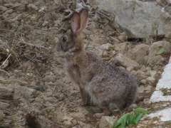 Lepus coreanus