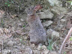Lepus coreanus