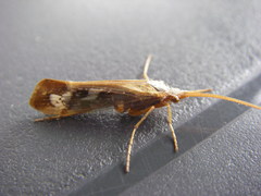 Limnephilus marmoratus