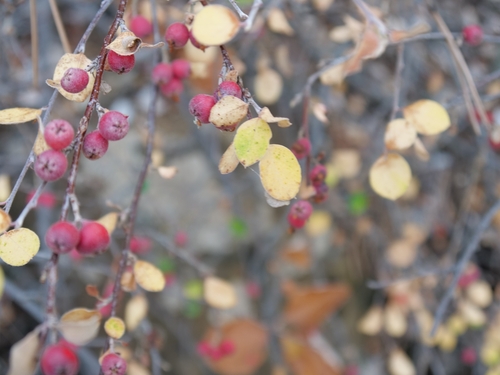 Cotoneaster nummularius, photograph 4
