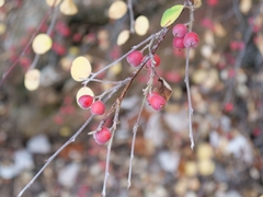 Cotoneaster nummularius, photograph (c) Marios Thoma, some rights reserved (CC BY)