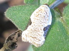 Acleris takeuchii
