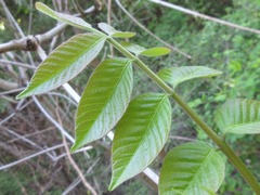 Toxicodendron vernicifluum