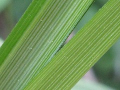 Carex dispalata