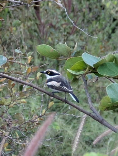 iNaturalist image