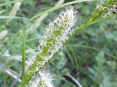 Carex dispalata