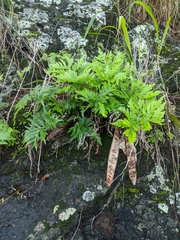 Doryopteris decipiens