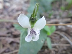 Viola arcuata