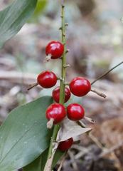 Alpinia japonica