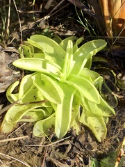 Pinguicula ionantha