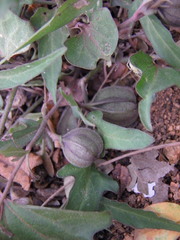 Aristolochia emiliae