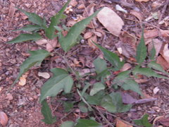 Aristolochia emiliae