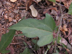 Aristolochia emiliae