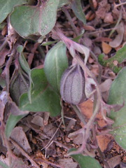 Aristolochia emiliae