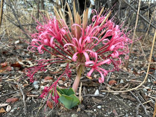 Northern ammocharis (Ammocharis tinneana)