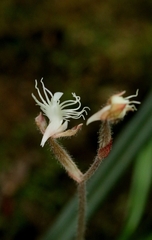 Anoectochilus roxburghii, photograph author not stated, no rights reserved