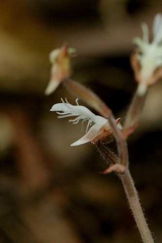 Anoectochilus roxburghii, photograph 5