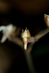Anoectochilus roxburghii, photograph author not stated, no rights reserved