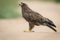 Wahlberg's Eagle photo 1