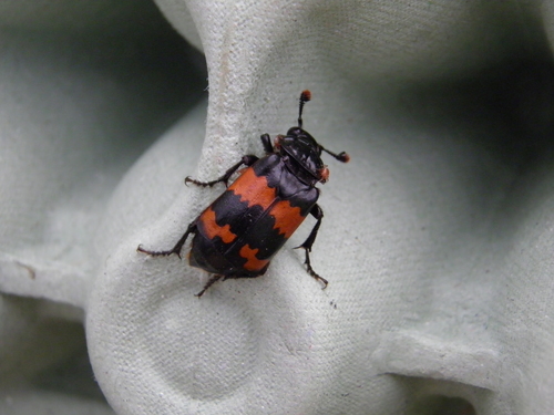 Banded Sexton Beetle