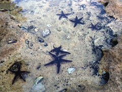 Astropecten polyacanthus