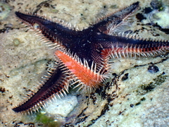 Astropecten polyacanthus