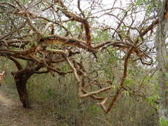 Bursera instabilis