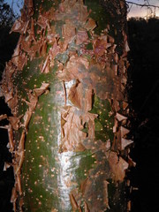 Bursera instabilis