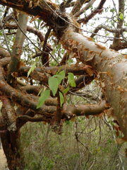 Bursera instabilis