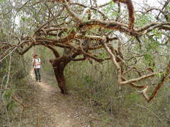 Bursera instabilis