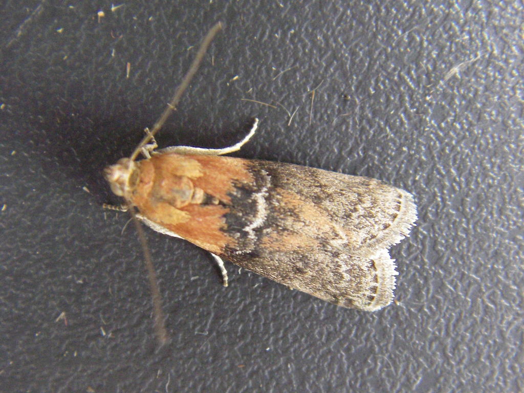Willow Knot-horn