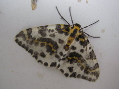 Abraxas grossulariata