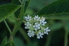 Asclepias nivea