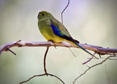 Neophema chrysostoma