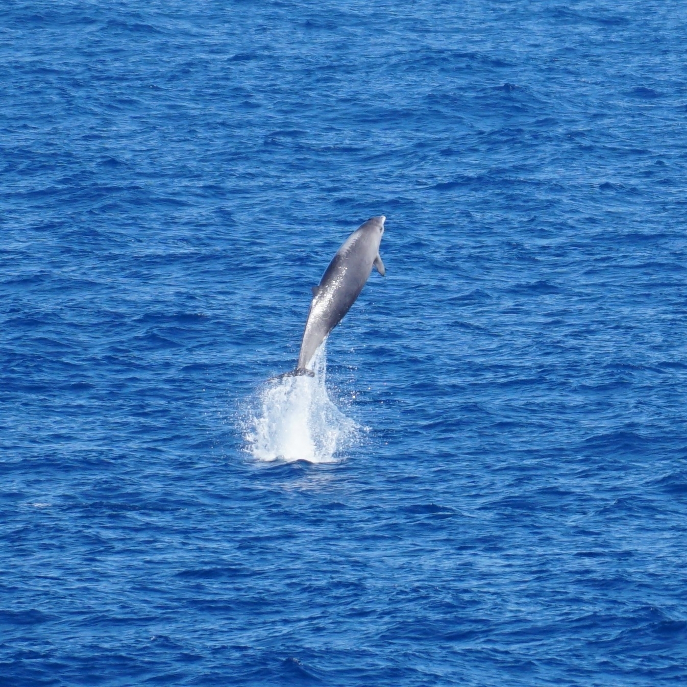 Mesoplodon europaeus